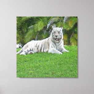 Toile Tigre Blanc se Reposant dans une Prairie Verte Tra