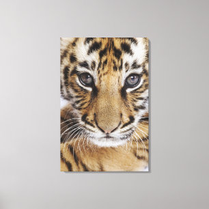 Toile Tigre CUB