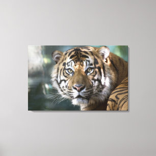 Toile Tigre de Sumatran (Panthera tigris sumatrae)