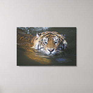 Toile Tigre de Sumatran, sumatrae du Tigre de Panthera