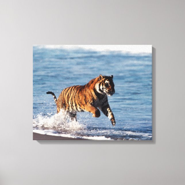 Toile Tigre du Bengale (Panthera Tigris) (Recto)