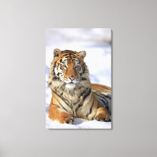 Toile Tigre sibérien, altaica du Tigre de Panthera,