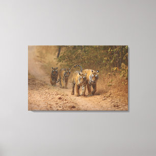 Toile Tigres royaux du Bengale en mouvement, Ranthambhor