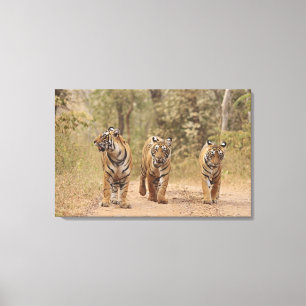 Toile Tigres royaux du Bengale sur la piste, Ranthambhor
