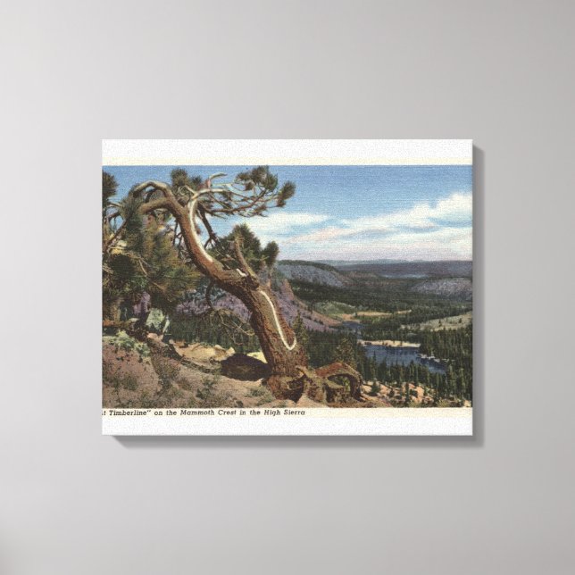 Toile Timberline sur Mammoth Crest (Recto)