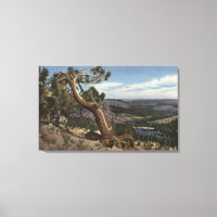 Timberline sur Mammoth Crest