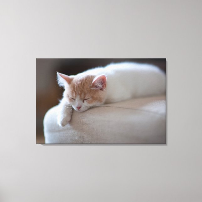 Toile Tired Beige et White Kitten (Recto)
