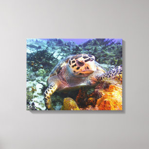 Toile Tortue #4 de Cuzumel