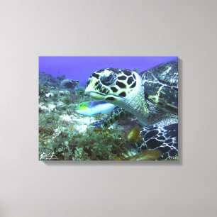 Toile Tortue de Cozumel