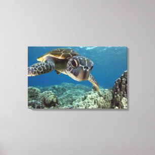 Toile Tortue de mer verte hawaïenne