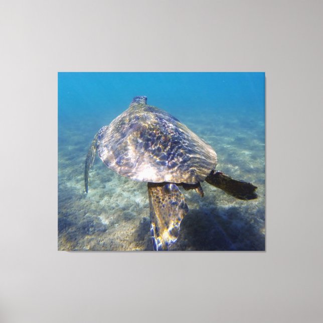 Toile Tortue géante (Recto)