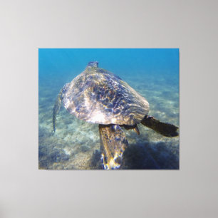 Toile Tortue géante