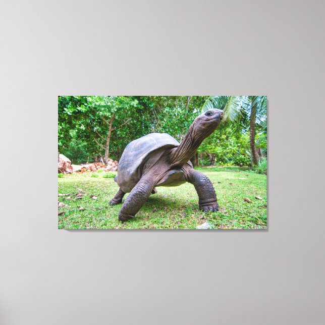 Toile Tortue géante d'Aldabra (Recto)