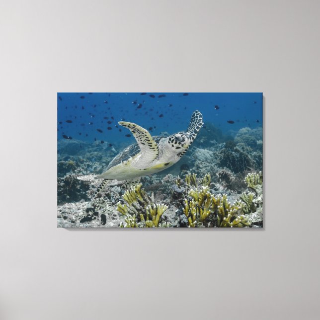 Toile Tortue imbriquée nageant (Recto)
