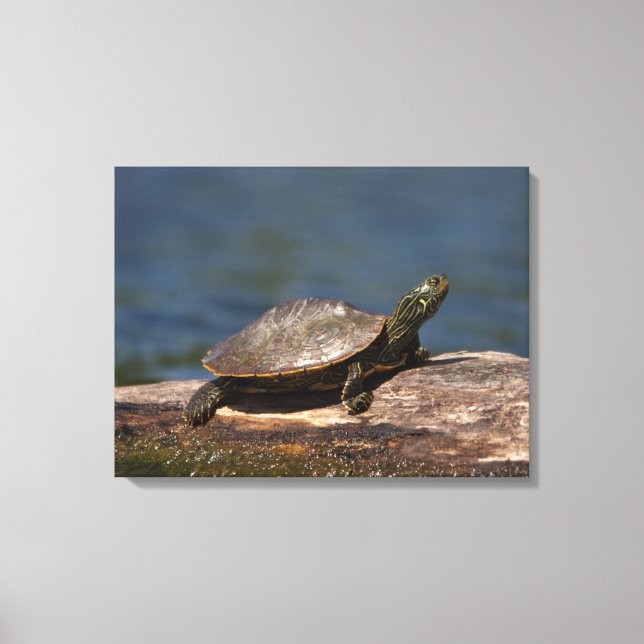 Toile Tortue peinte sur un bûcher (Recto)