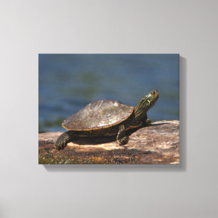 Toile Tortue peinte sur un bûcher