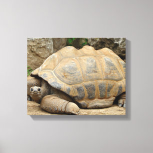 Toile Tortue souriante 35x28 cm