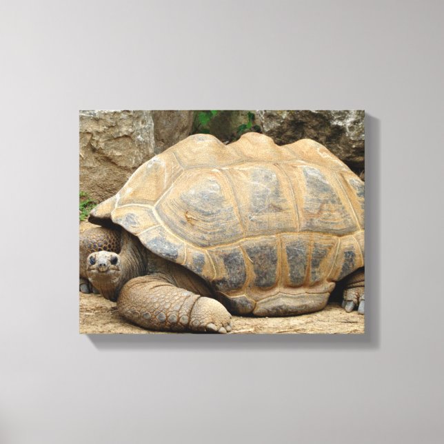 Toile Tortue souriante 35x28 cm (Recto)