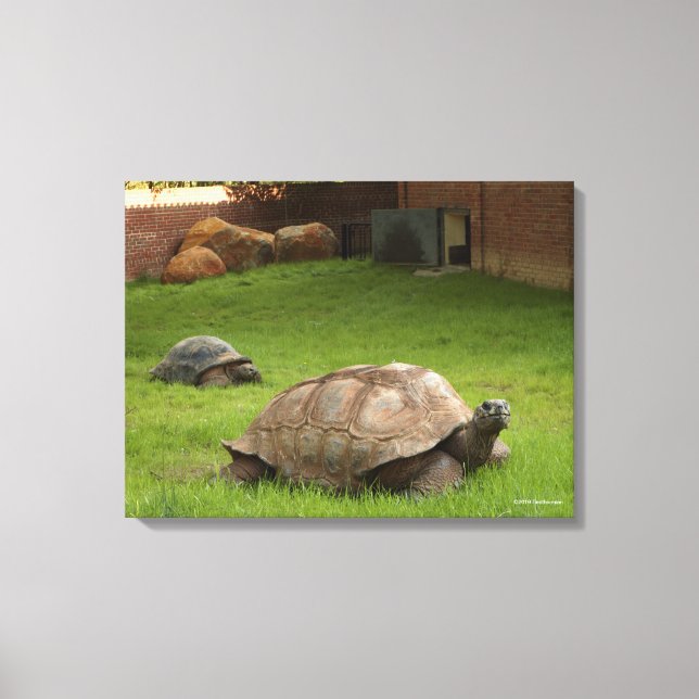 Toile Tortues aldabra en herbe (Recto)