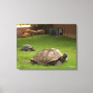 Toile Tortues d'Aldabra dans l'herbe