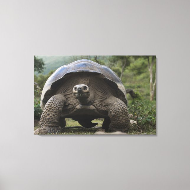 Toile Tortues géantes des Galapagos Geochelone (Recto)