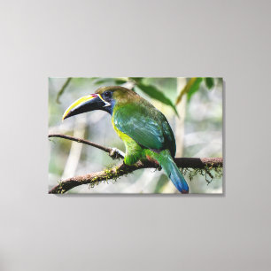 Toile Toucanet émeraude du Nord au Costa Rica