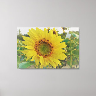 Toile Tournesol