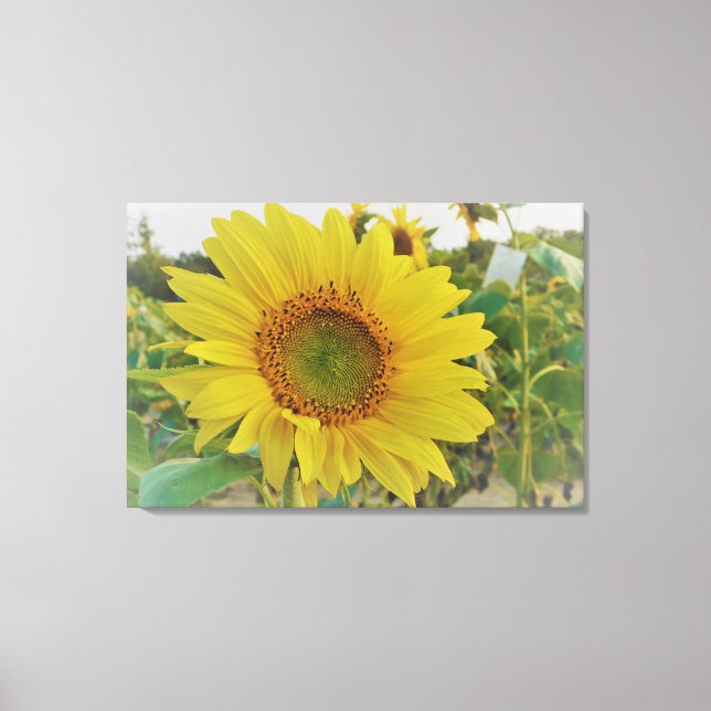 Toile Tournesol (Recto)
