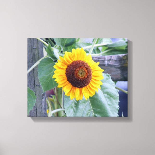 Toile tournesol (Recto)