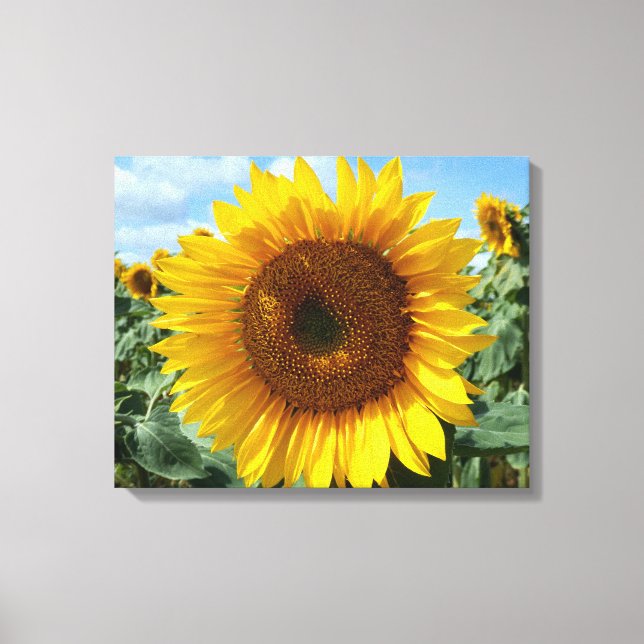 Toile Tournesol (Recto)