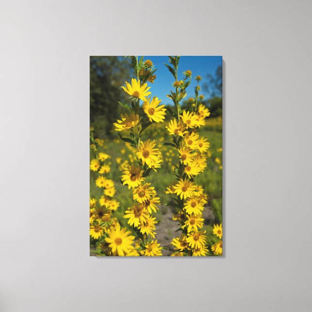 Toile Tournesol de Maximilian (Helianthus Maximiliani) (Recto)