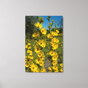 Toile Tournesol de Maximilian (Helianthus Maximiliani)