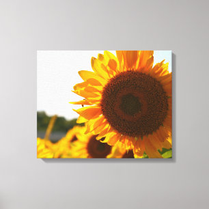 Toile Tournesol jaune Hardy Sunflower Meilleures Photos 