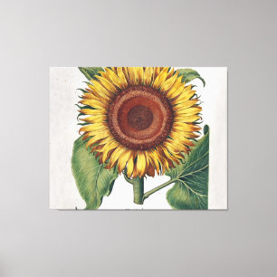 Toile Tournesol Vintage Damas Fleur Art
