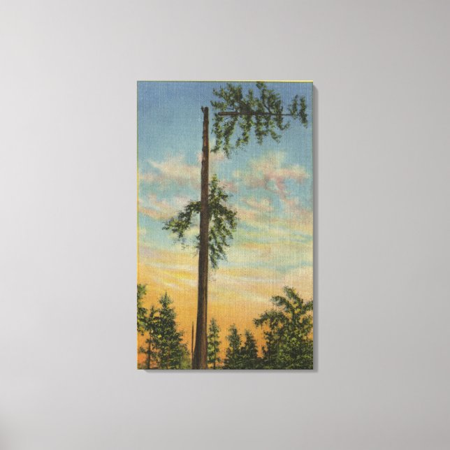 Toile Traverser l'épinette géante sur 60 mètres. Voile (Recto)