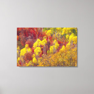 Toile Trembles colorés dans Logan Canyon Utah dans l'