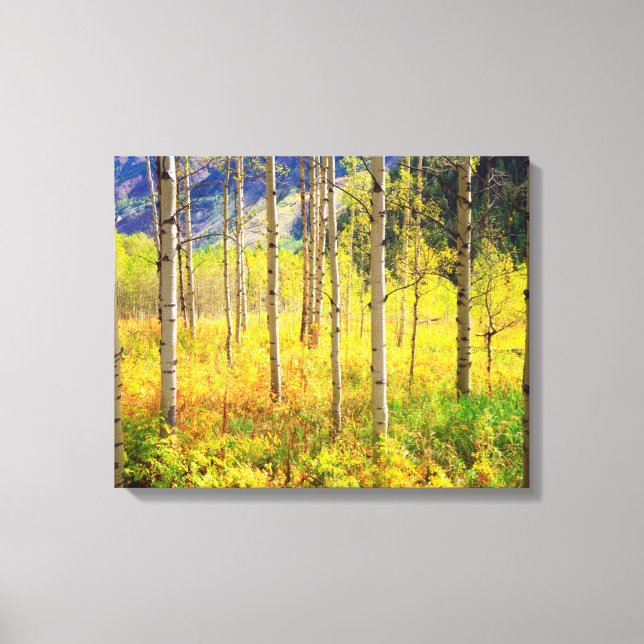 Toile Trembles en automne dans les Rocheuses (Recto)