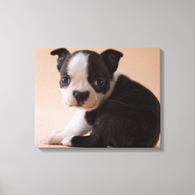 Toile Très jeune Boston Terrier Puppy (Recto)