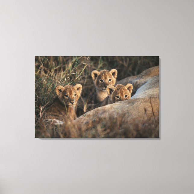 Toile Trio de lionceaux avec leur mère (Recto)