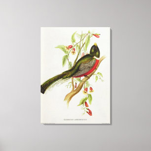 Toile Trogon Ambiguus