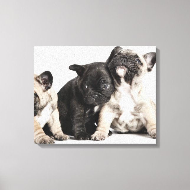 Toile Trois Chiots Carlins (Recto)