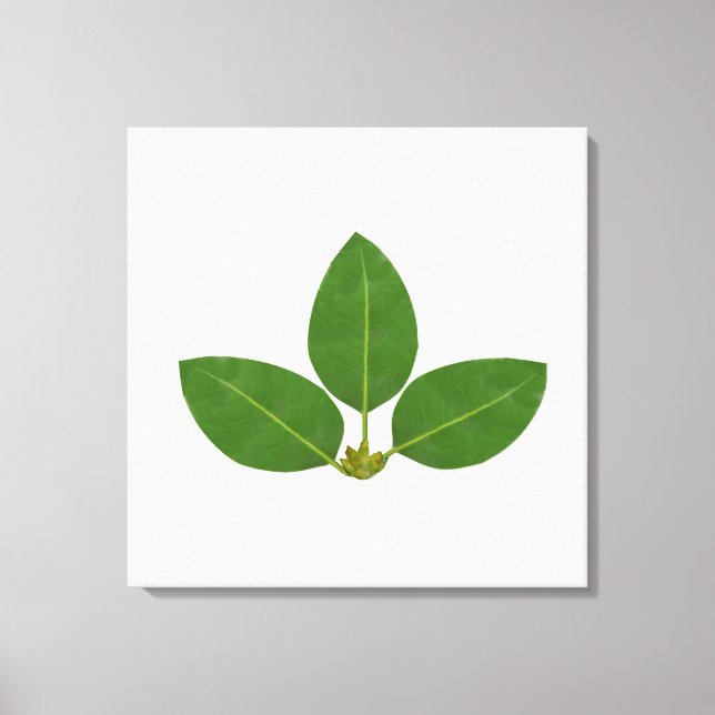Toile Trois feuilles de laurier vertes modernes (Recto)