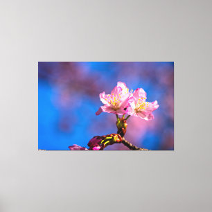 Toile Trois fleurs de sakura éclairées par le soleil lor