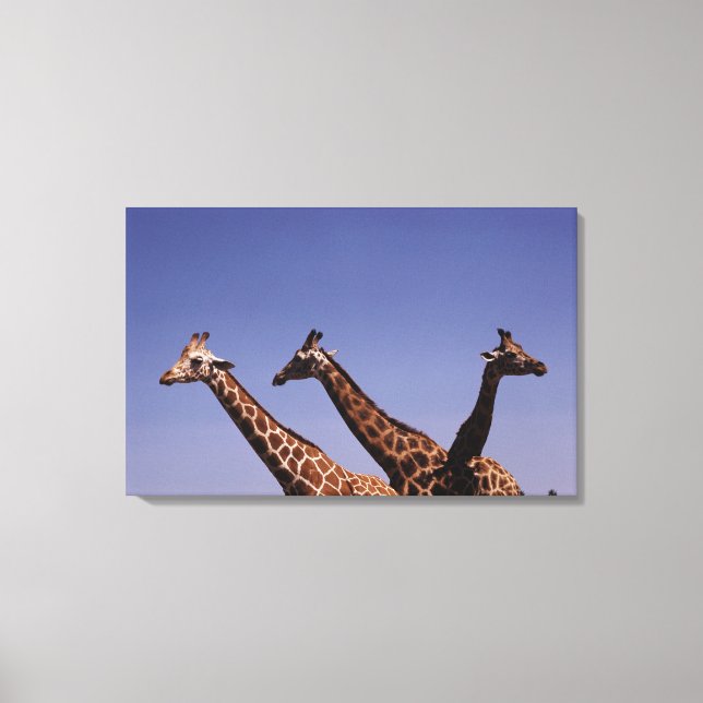 Toile Trois girafes (Recto)
