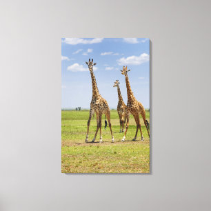 Toile trois girafes de masai, camelopardalis de Giraffa