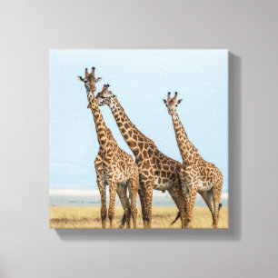 Toile Trois girafes en pose
