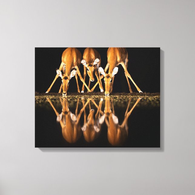 Toile Trois impalas boivent ensemble la nuit (Recto)