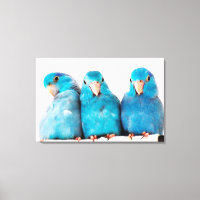 Trois perroquets Pacific Blue Parrotlets Art