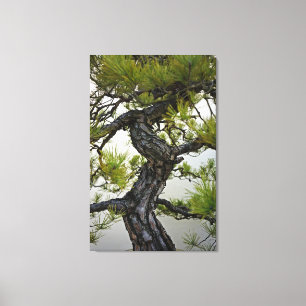 Toile Tronc de pin rouge japonais Bonsai