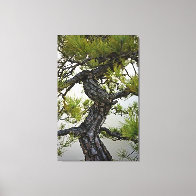 Toile Tronc de pin rouge japonais Bonsai (Recto)